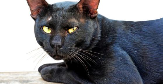 Comment soigner la gale chez le chat