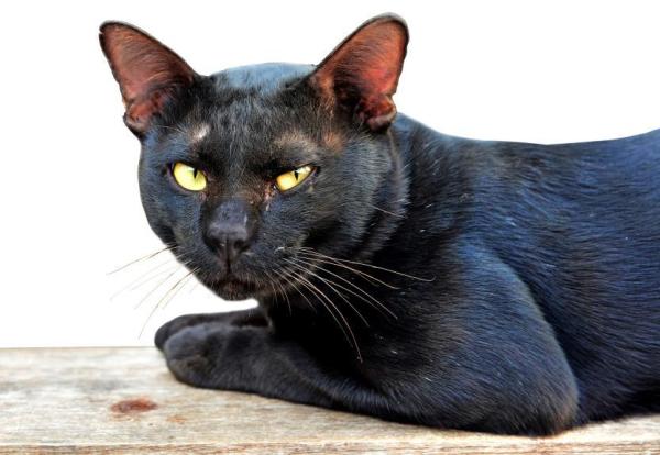Comment soigner la gale chez le chat
