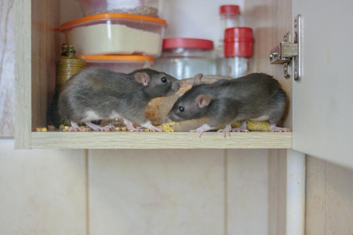 Rêver de souris Signification des rêves
