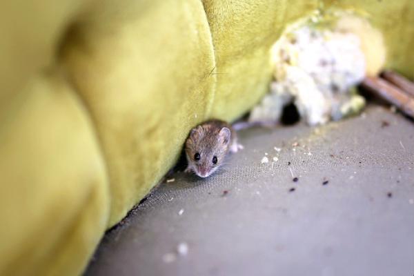 Rêver de souris - Signification des rêves - Rêver de souris - Interprétations