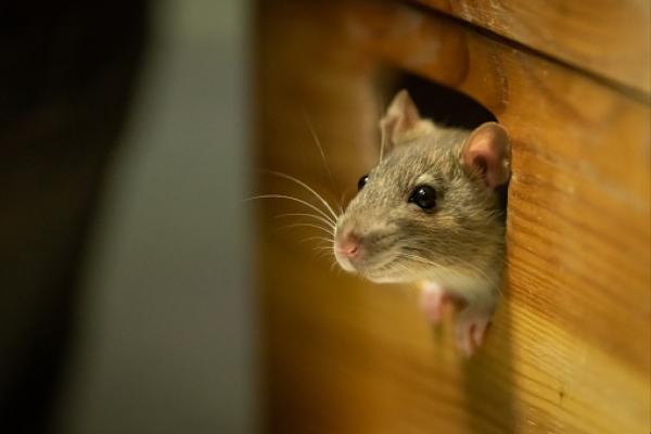 Rêver de souris - Signification des rêves