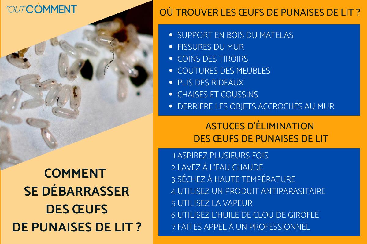 Comment se débarrasser des œufs de punaises de lit