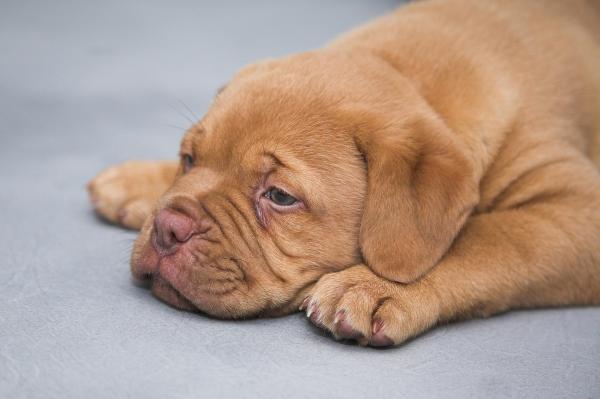 Traitement de l'épilepsie chez le chien