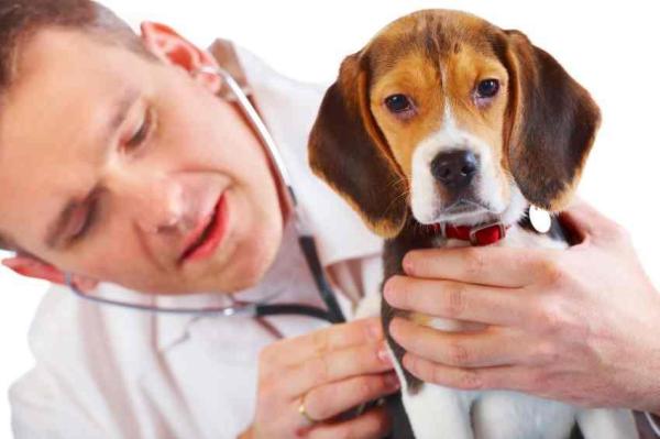 Traitement de l'épilepsie chez le chien - Étape 2