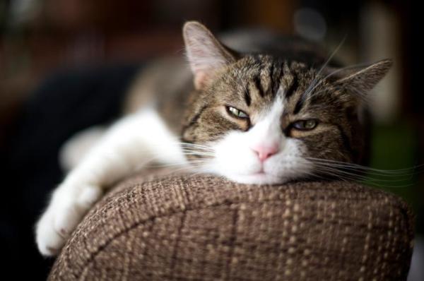 Comment empêcher mon chat de grimper sur le canapé