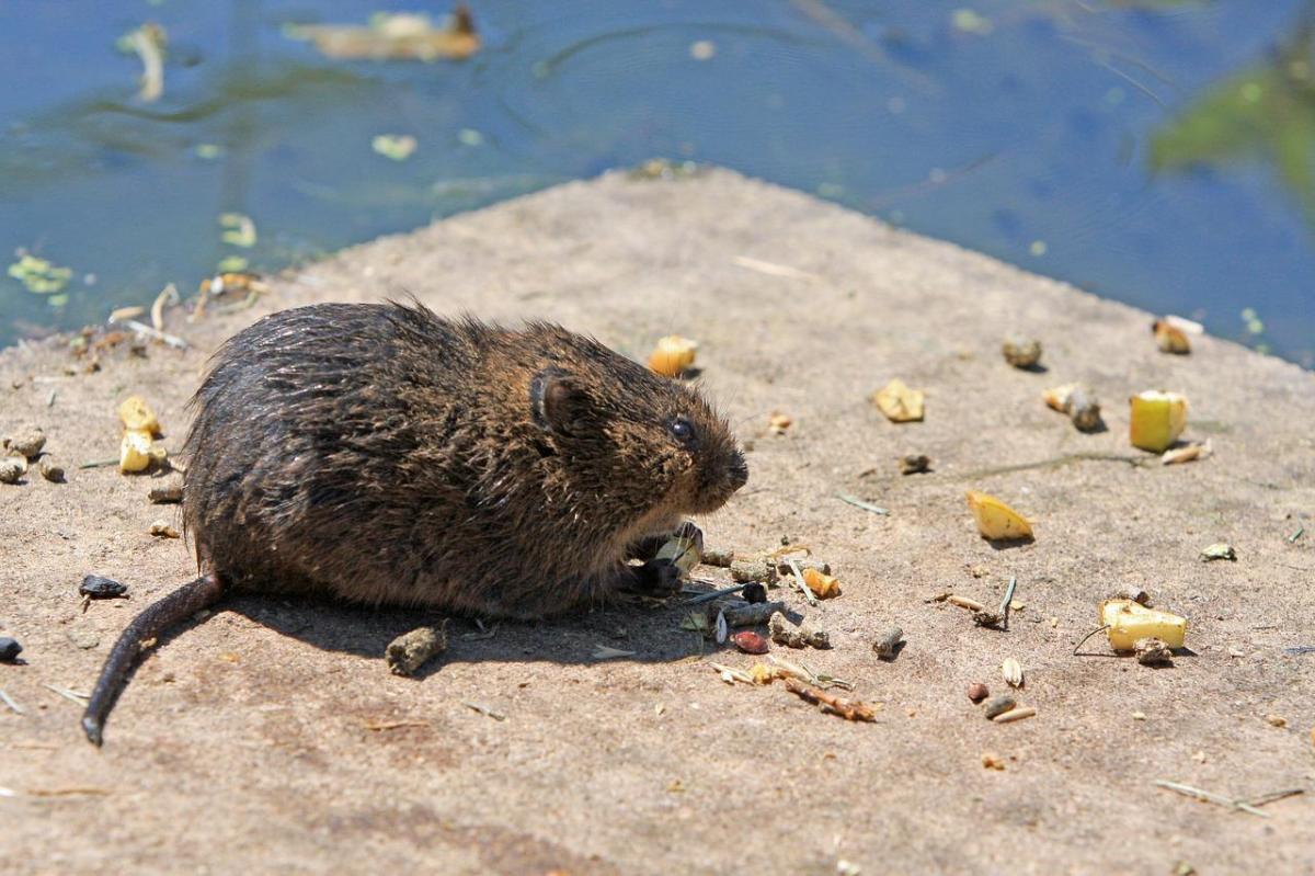 Comment faire du poison pour rat fait maison