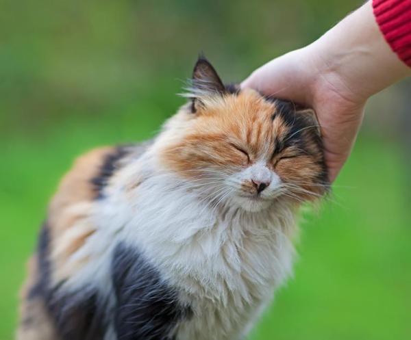 Comment éduquer un chat