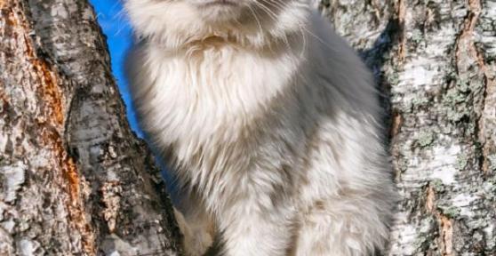 Comment entretenir un chat angora