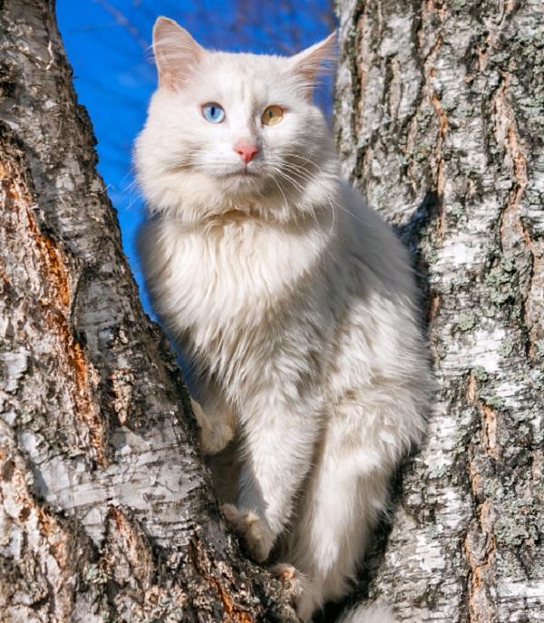 Comment entretenir un chat angora