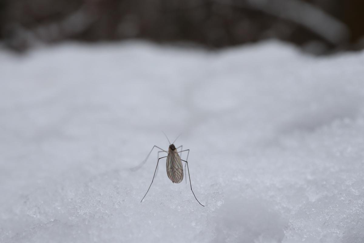 Où sont les moustiques en hiver ?