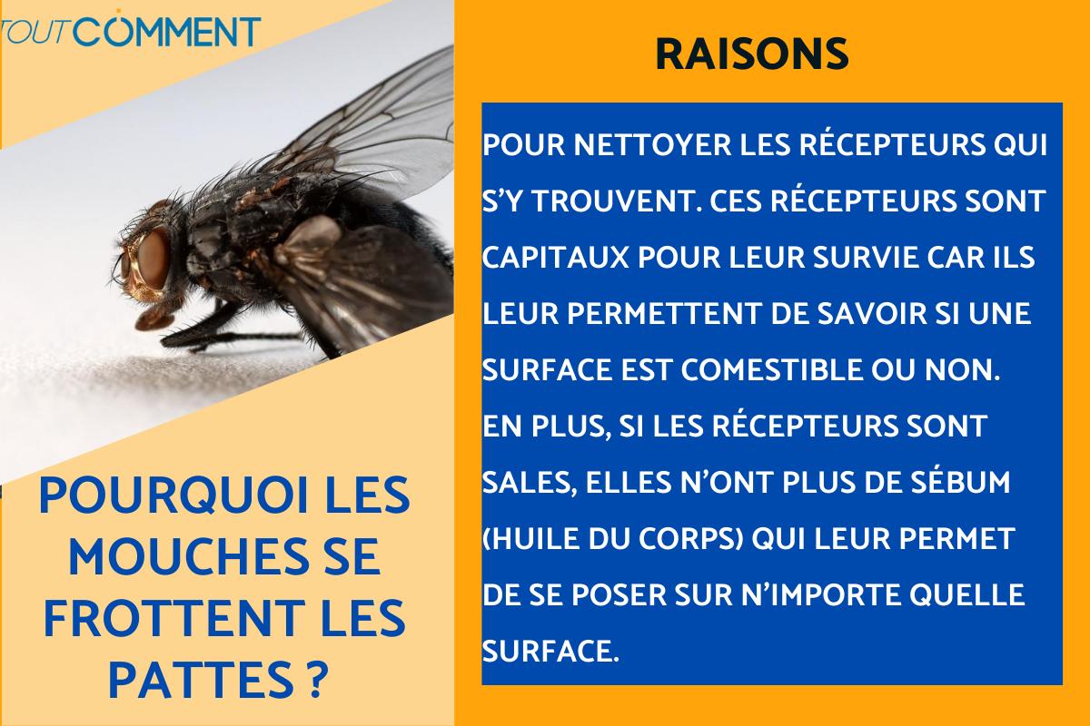 Pourquoi les mouches se frottent les pattes