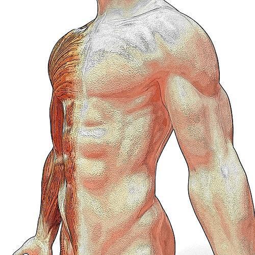 Comment apprendre l'anatomie