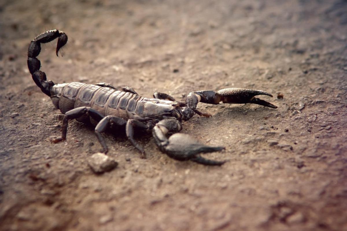 Que signifie rêver de scorpion