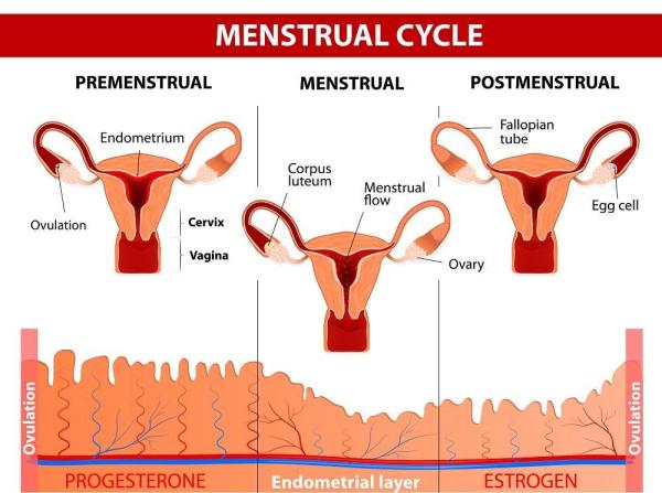 Quelles sont les hormones du cycle menstruel - Explications