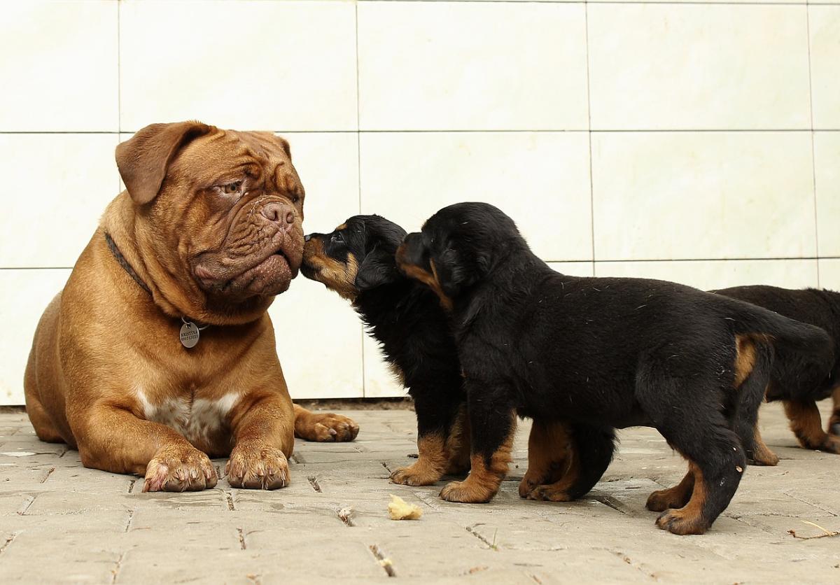 Combien de temps dure la grossesse d'une chienne