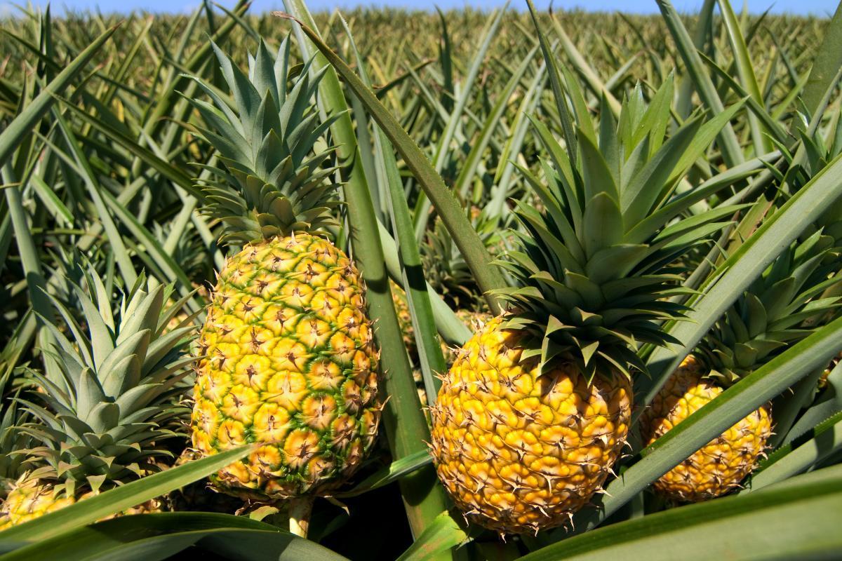 D'où vient l'ananas