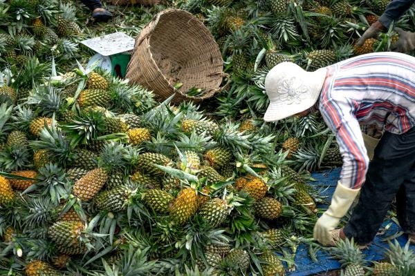 D'où vient l'ananas - Quand sont récoltés les ananas ?