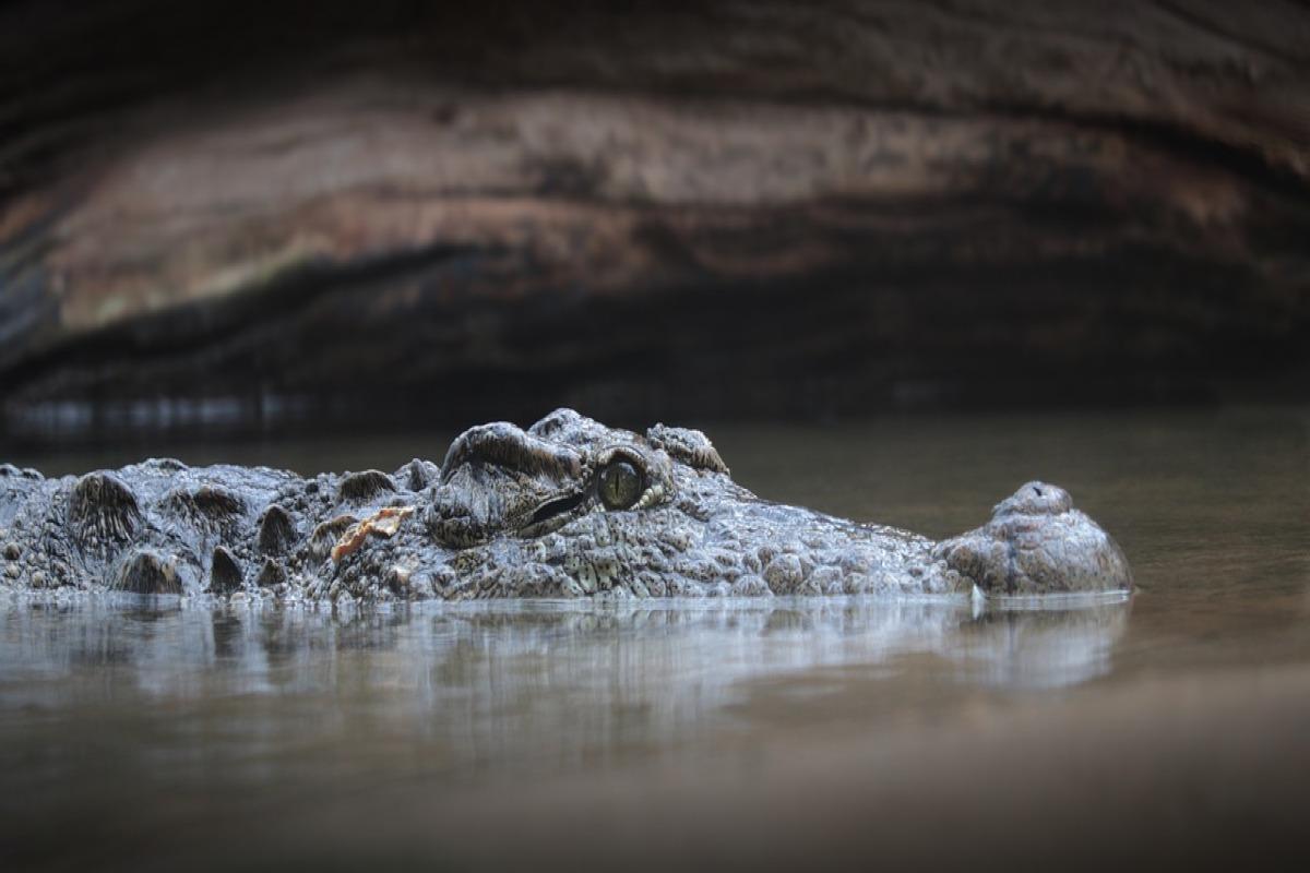 RÊVER DE CROCODILE Signification des rêves