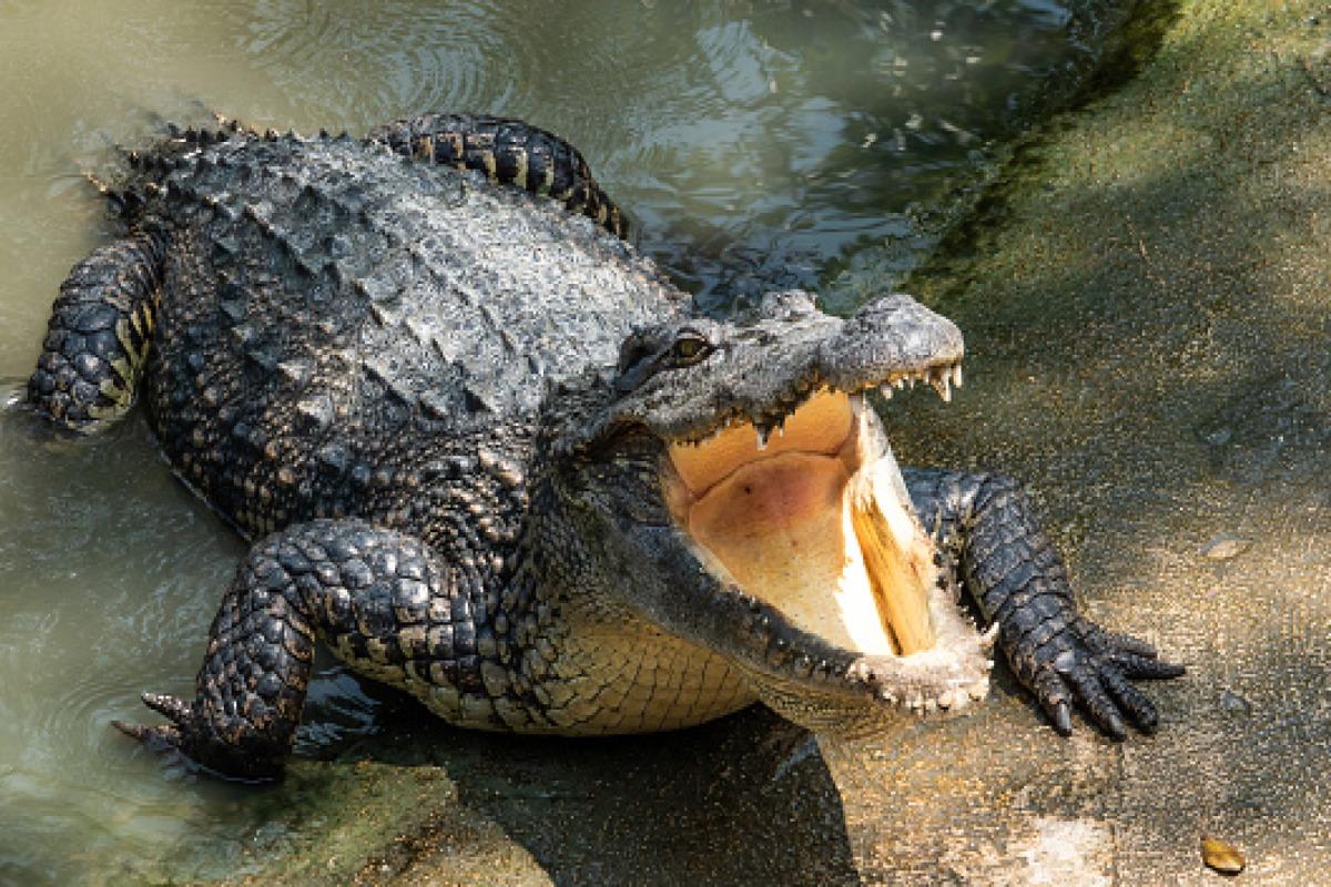 RÊVER DE CROCODILE Signification des rêves