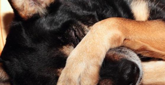Comment soigner un orgelet chez un chien