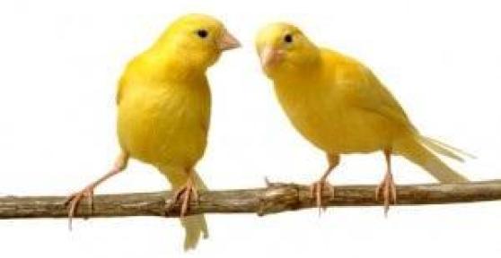 Quels sont les maladies les plus communes chez les canaris