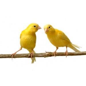 Quels sont les maladies les plus communes chez les canaris