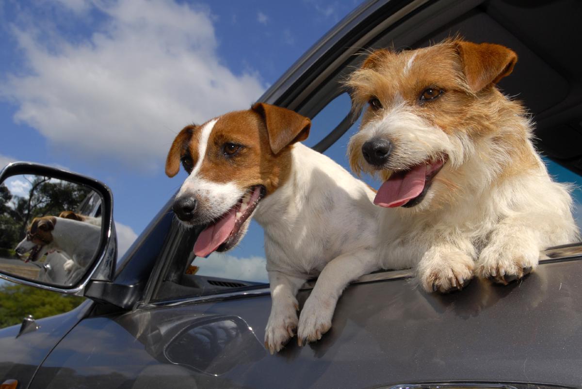 Comment enlever l'odeur de chien dans la voiture