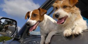 Comment enlever l'odeur de chien dans la voiture