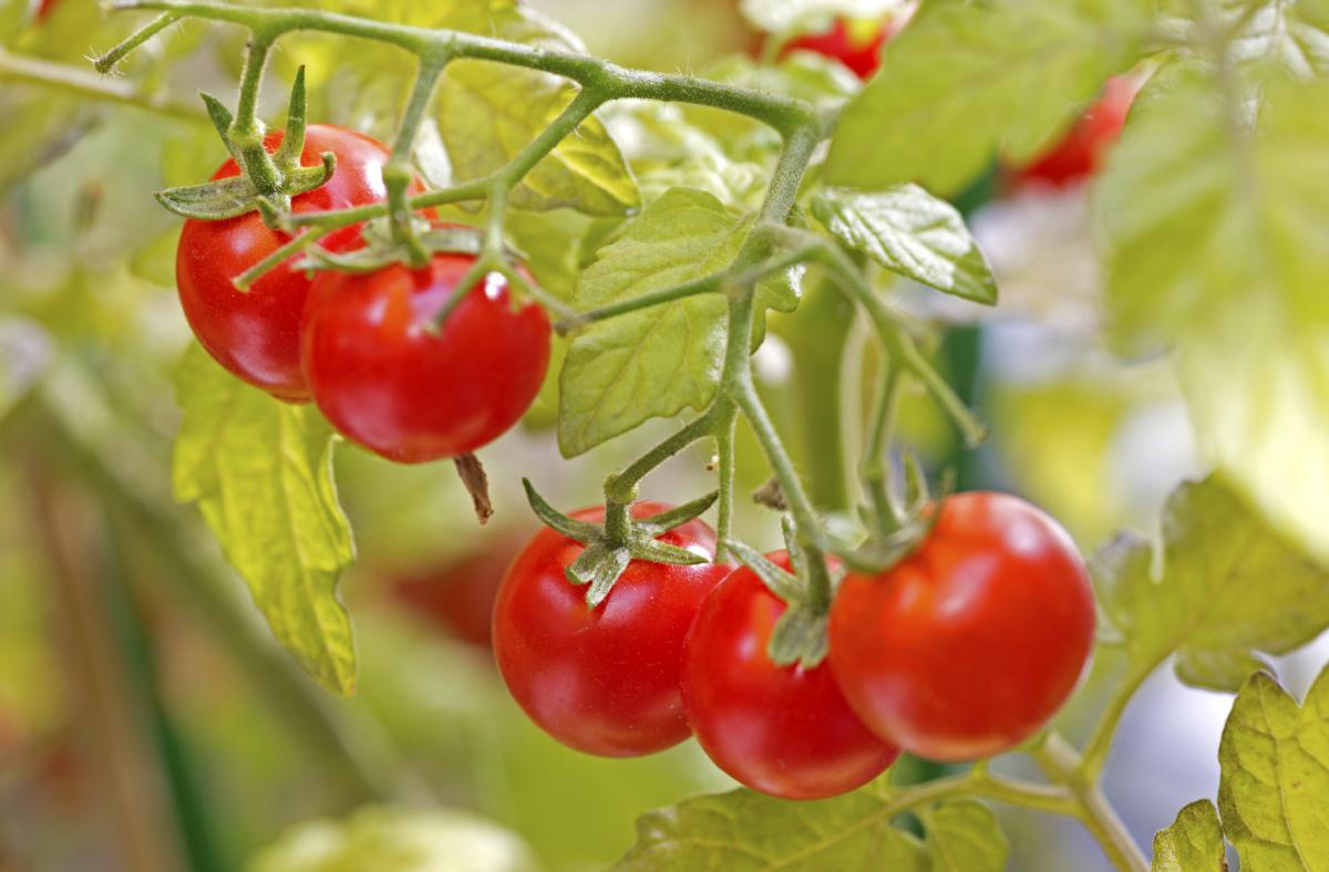 Quelle est l'origine de la tomate