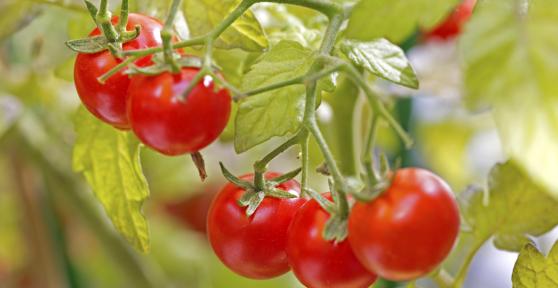 Quelle est l'origine de la tomate