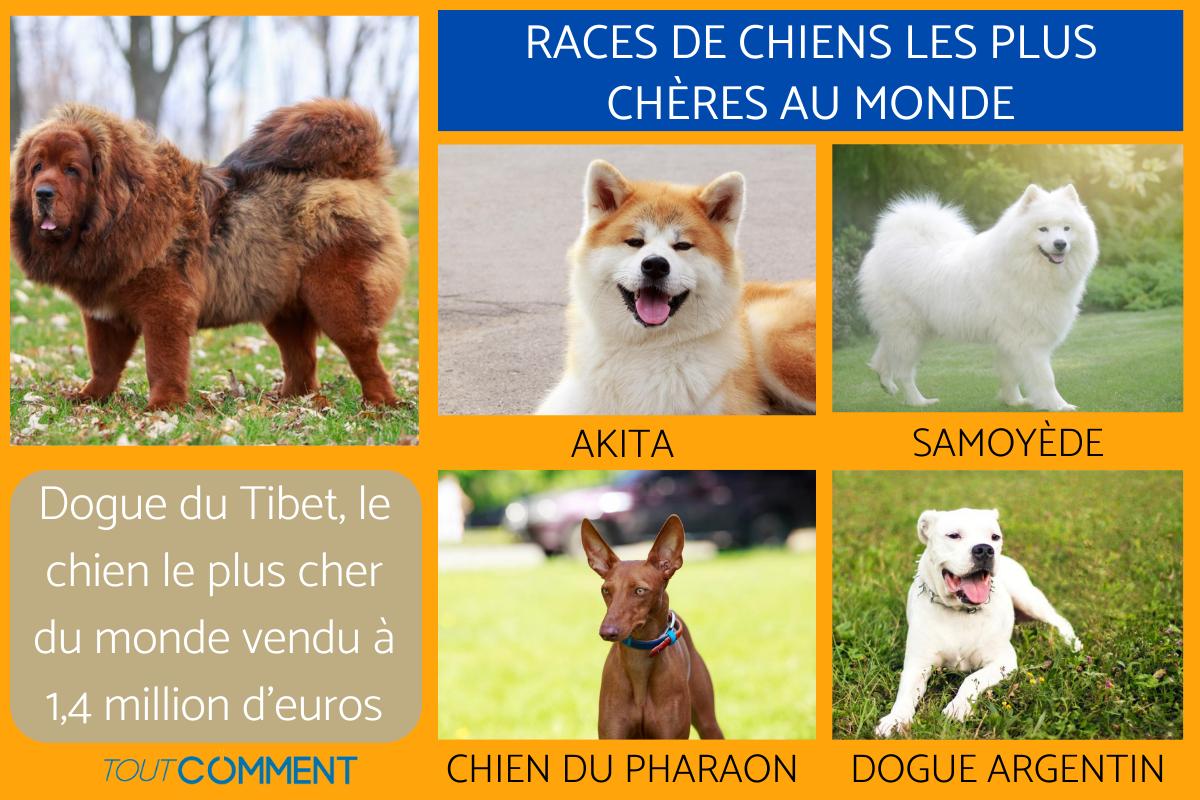 Quel est le chien le plus cher du monde