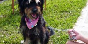 Que faire si votre chien ne veut pas marcher