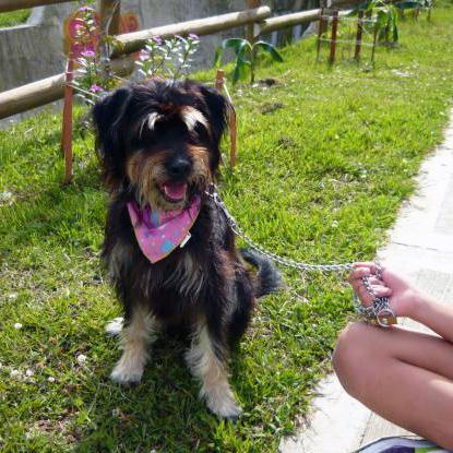 Que faire si votre chien ne veut pas marcher