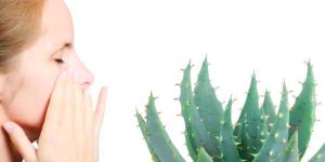Comment utiliser l'aloe vera pour soigner le vitiligo