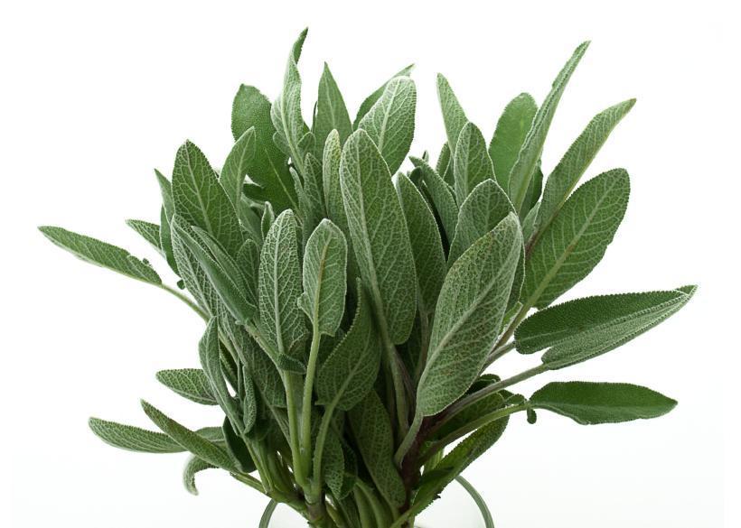 Comment faire de l'huile essentielle de sauge - 5 étapes