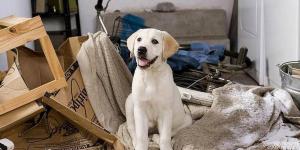 Comment contrôler l'anxiété chez les chiens