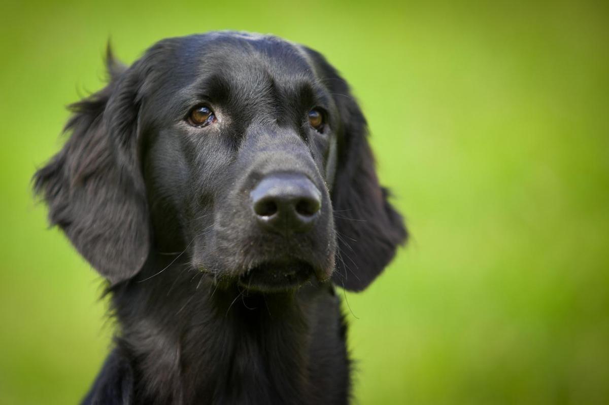 Comment soigner la teigne des chiens avec des remèdes maison