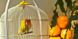 Comment nettoyer la cage des oiseaux