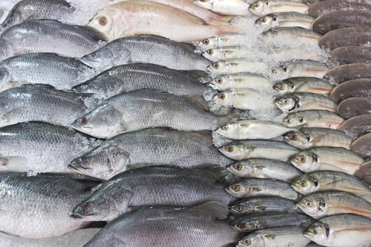 Quels sont les poissons avec le moins de Mercure