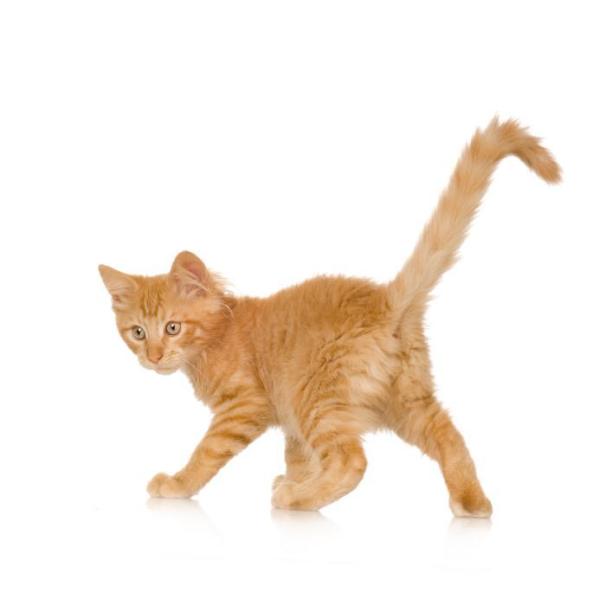Pourquoi les chats remuent la queue