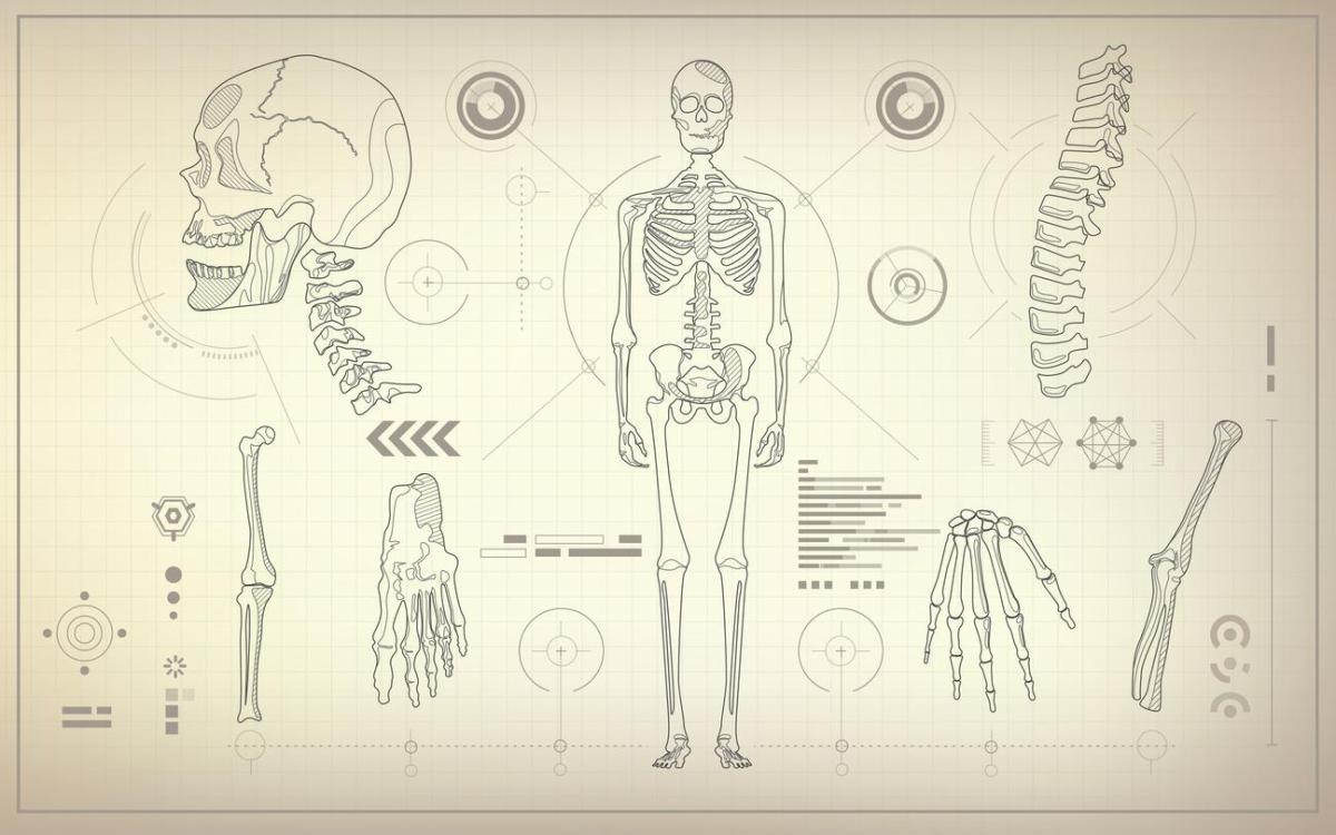 Quelles sont les différentes articulations du corps humain