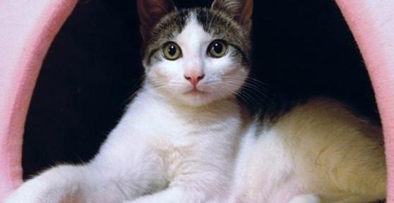 Comment nourrir un chat stérilisé
