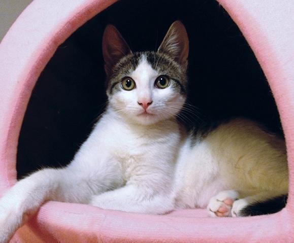 Comment nourrir un chat stérilisé
