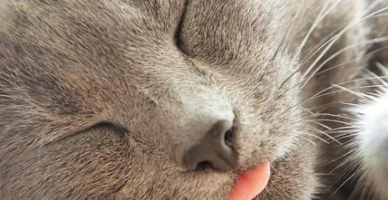 Pourquoi mon chat vomit