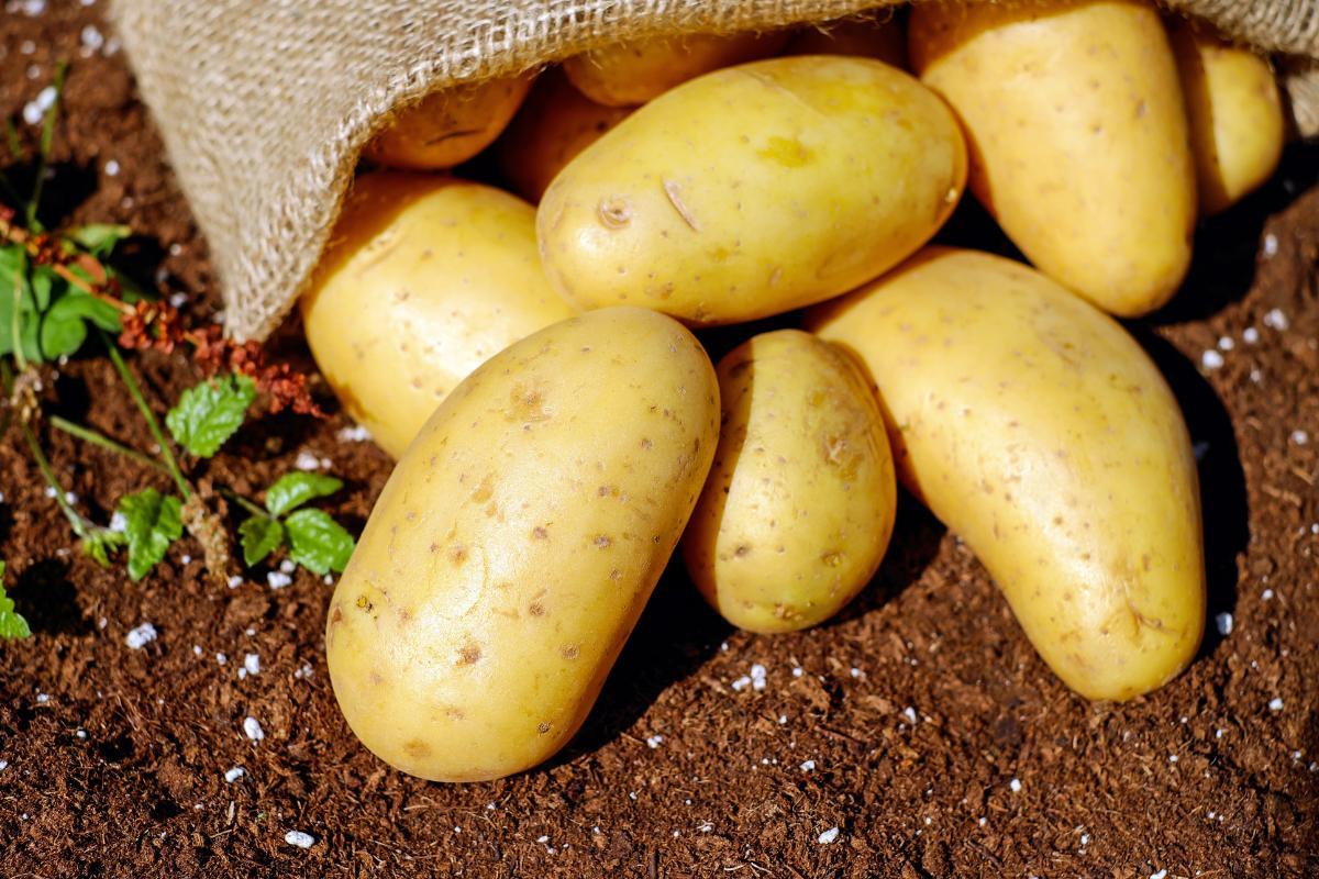 Y atil du gluten dans les POMMES de TERRE
