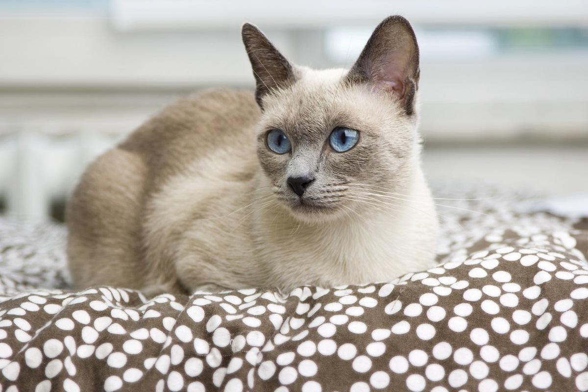 Comment élever un chat siamois