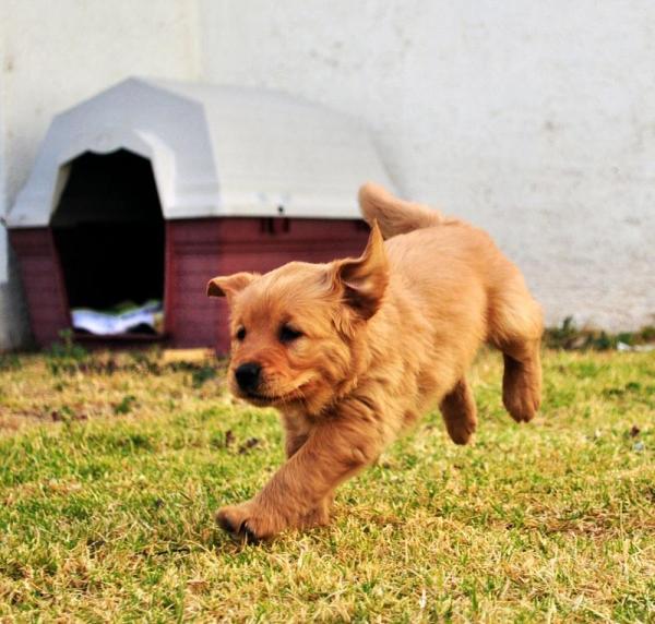 Comment s'occuper d'un chiot