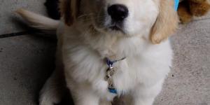 Comment s'occuper d'un Golden Retriever