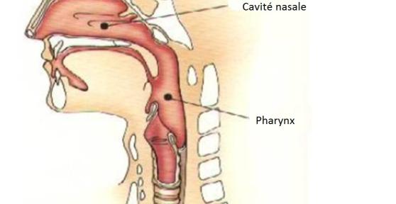 Quel est le rôle du pharynx