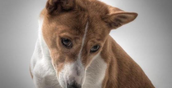 Comment enlever l'odeur d'urine de chien dans la maison